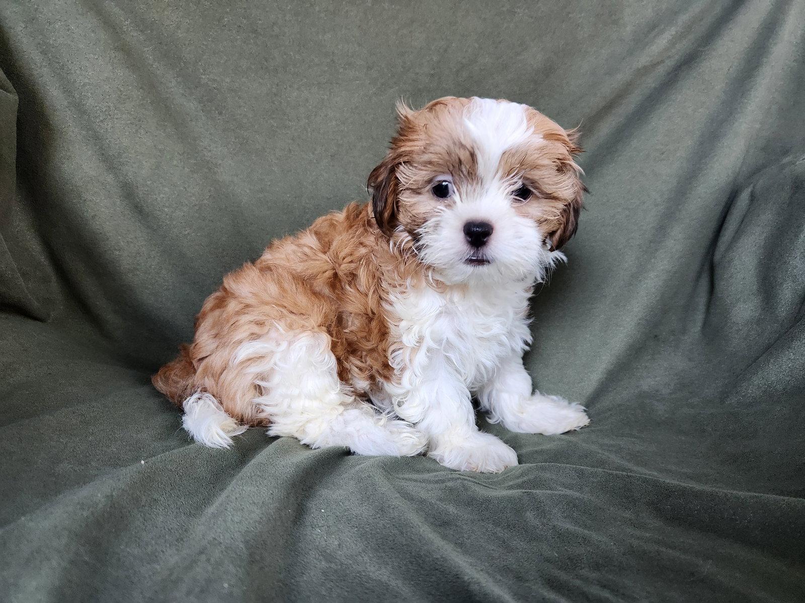 Enlarge Fabiola Jul 25 - In Foster in Durham, NC, a Adopted mixed breed in Pacolet, SC image 3/3
