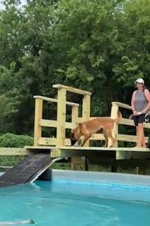Toast, a Adoptable Belgian Shepherd / Malinois in Houston , TX image 1/6