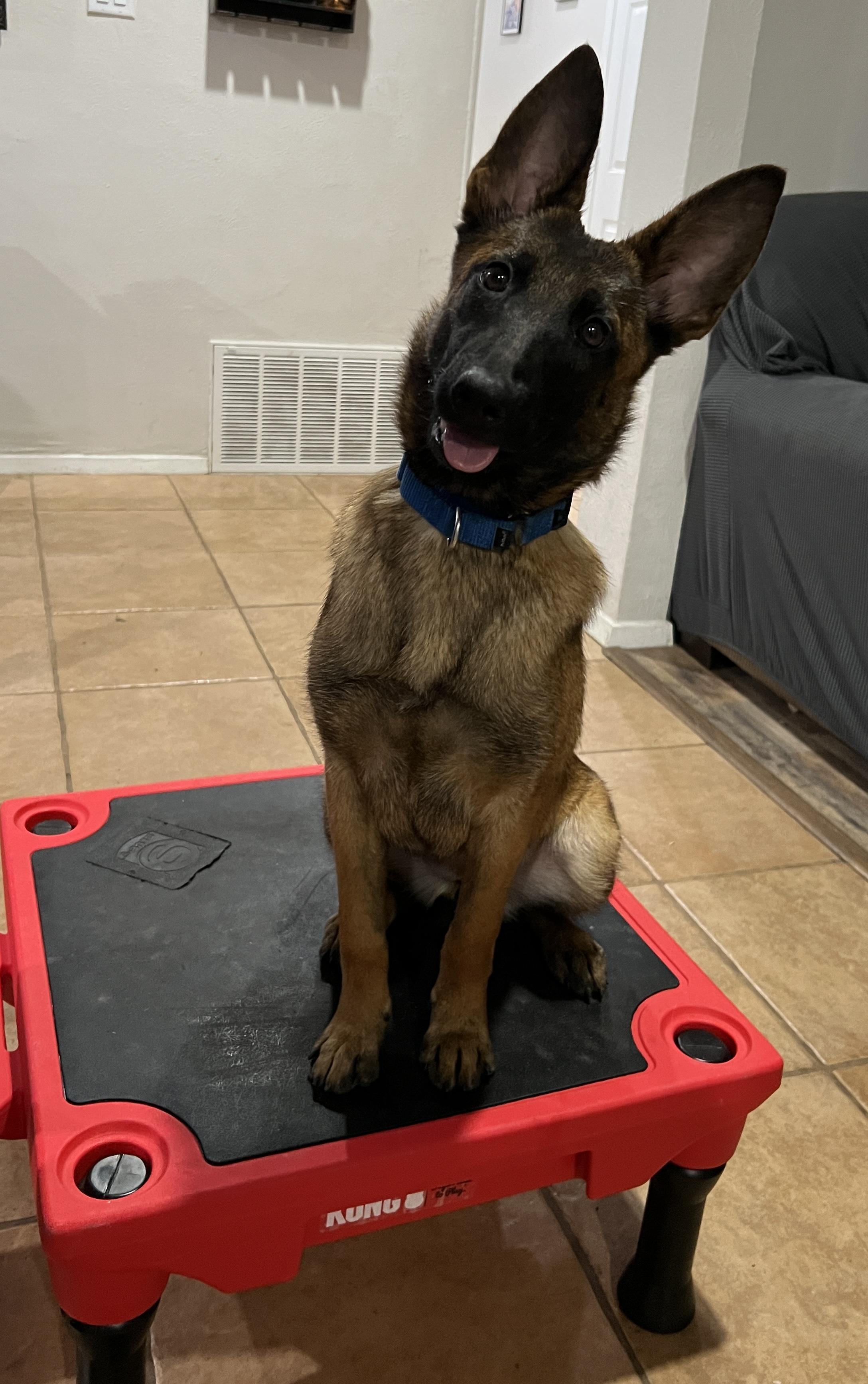 Toast, a Adoptable Belgian Shepherd / Malinois in Houston , TX image 2/6