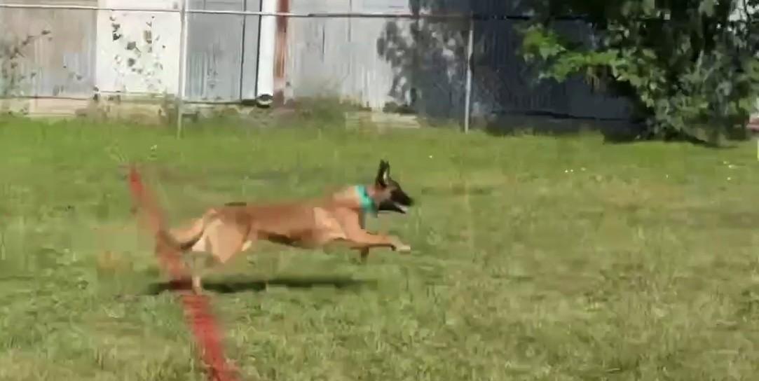 Toast, a Adoptable Belgian Shepherd / Malinois in Houston , TX image 4/6
