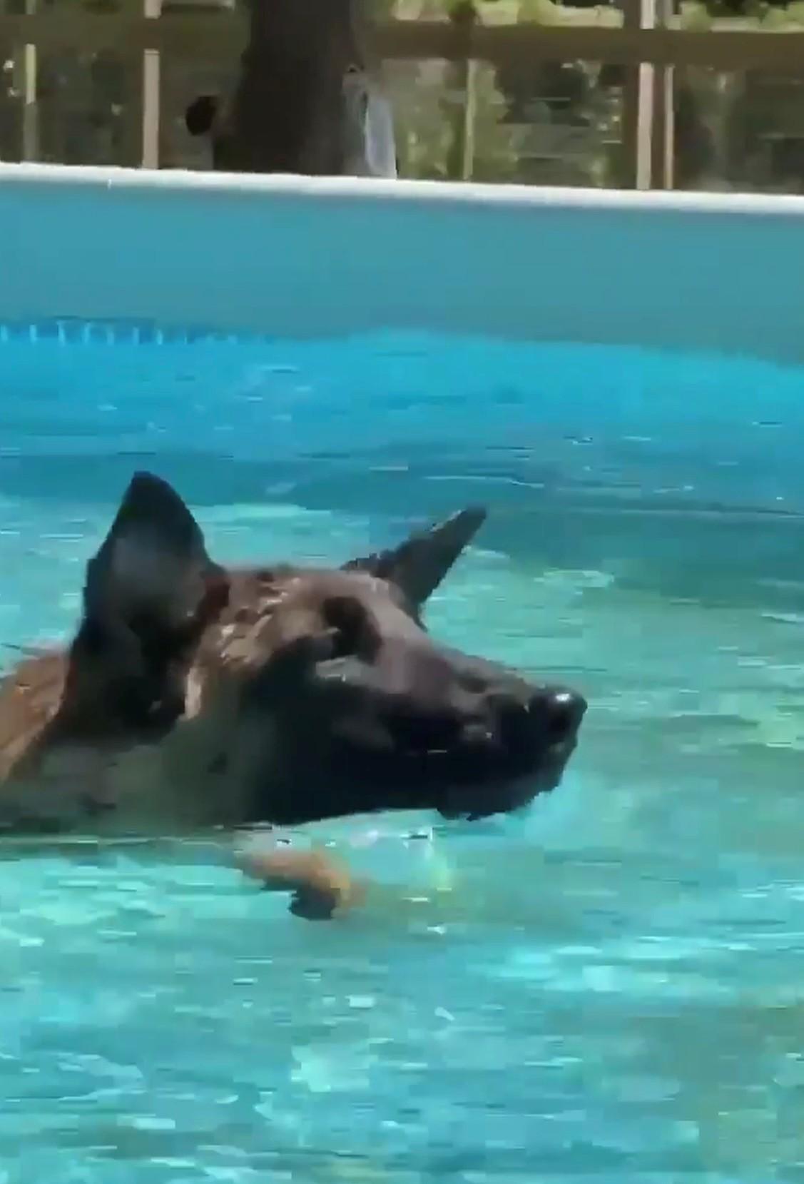 Toast, a Adoptable Belgian Shepherd / Malinois in Houston , TX image 5/6