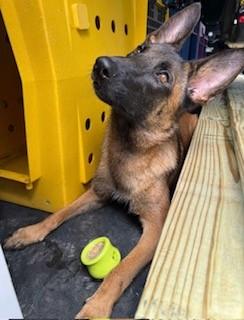 Toast, a Adoptable Belgian Shepherd / Malinois in Houston , TX image 6/6