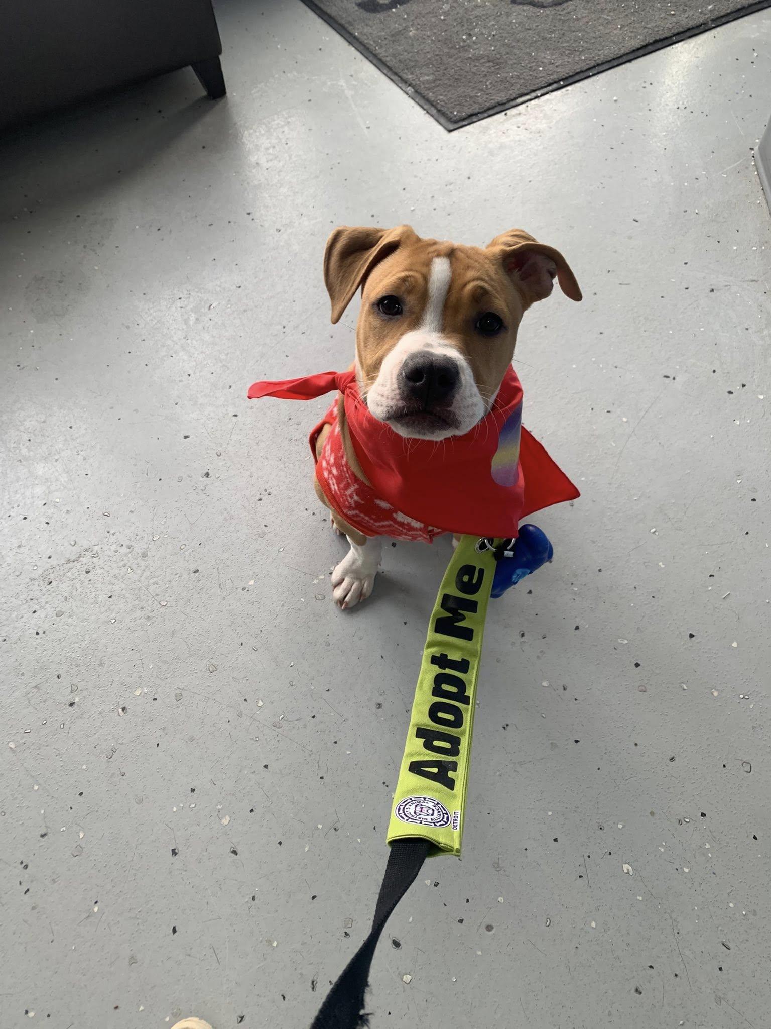 Toast , a ADOPTABLE mixed breed in Pleasant Ridge, MI image 5/6