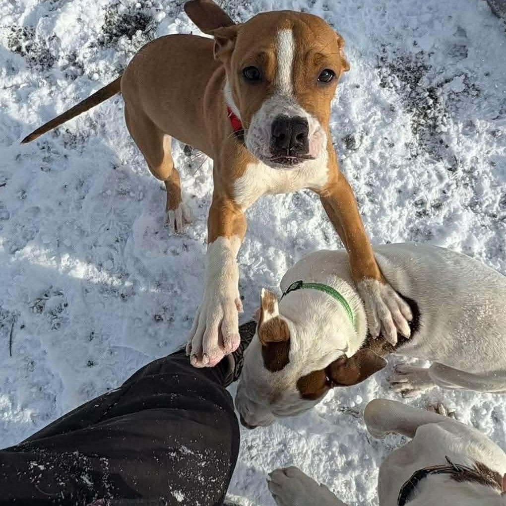 Toast , a ADOPTABLE mixed breed in Pleasant Ridge, MI image 4/6