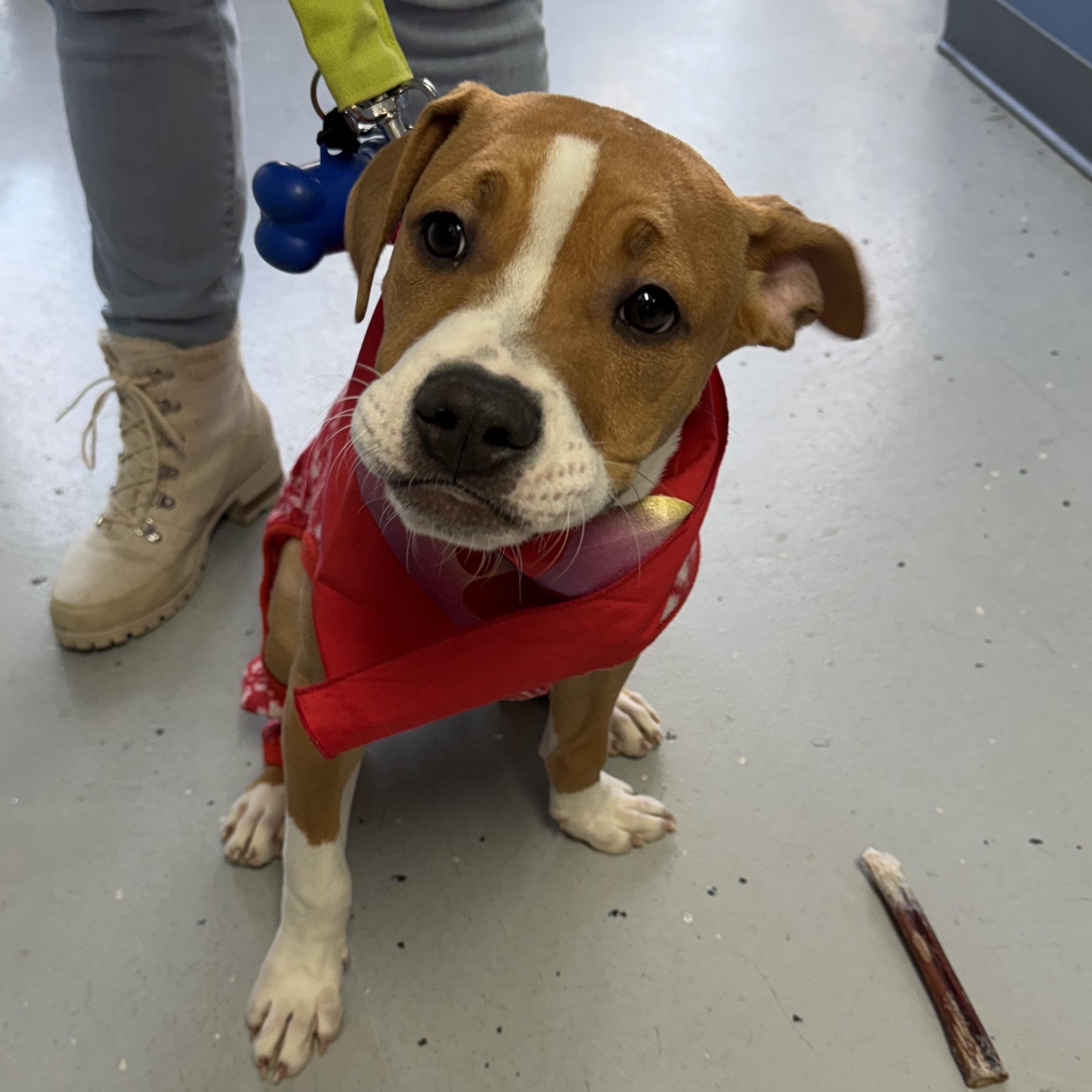 Toast , ADOPTABLE, Puppy Male American Staffordshire Terrier.