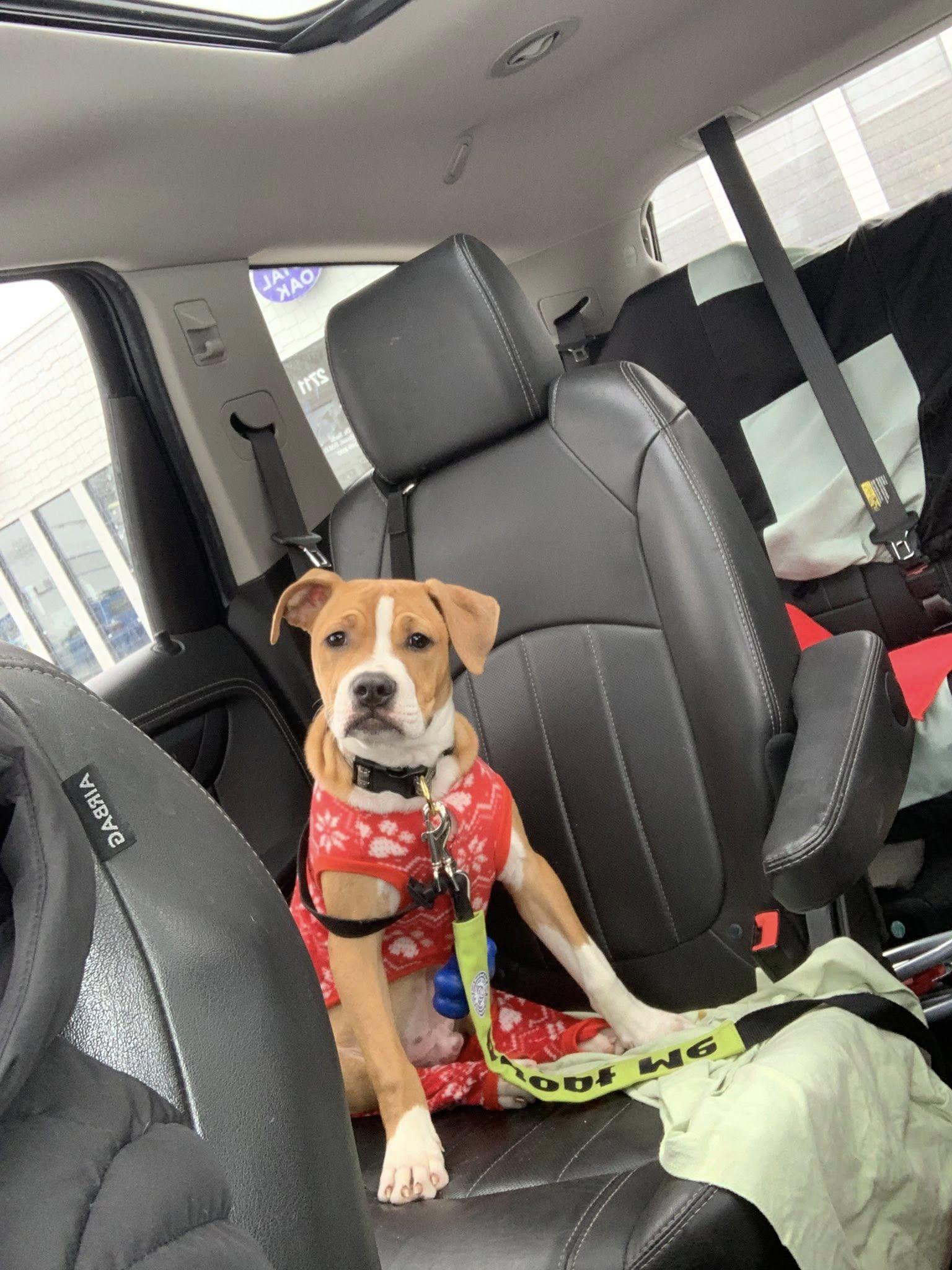 Toast , ADOPTABLE, Puppy Male American Staffordshire Terrier.