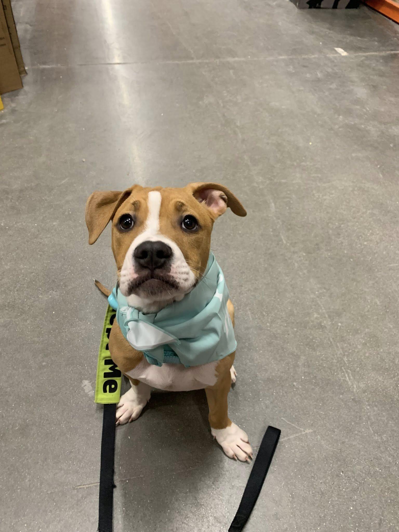 Toast , a ADOPTABLE mixed breed in Pleasant Ridge, MI image 6/6