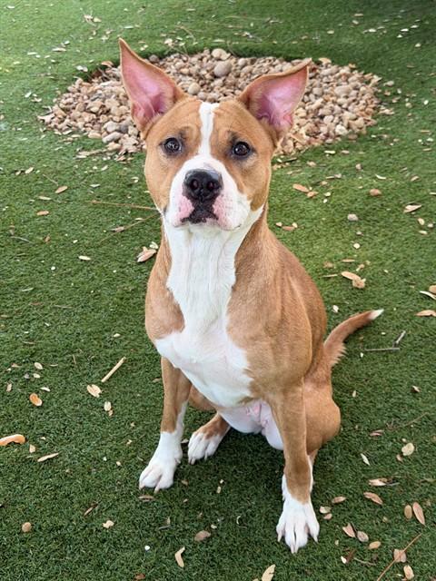 Enlarge ATHENA, a Adoptable mixed breed in Fort Myers, FL image 1/1