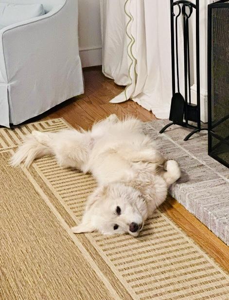 Enlarge Maya - Pyr Bridge Program, a ADOPTABLE Great Pyrenees in Spartanburg, SC image 4/6