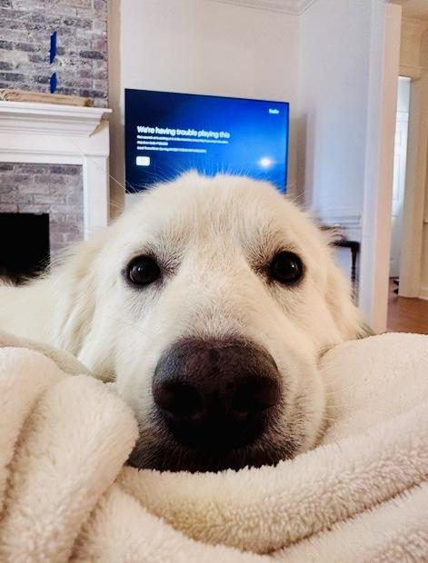 Enlarge Maya - Pyr Bridge Program, a ADOPTABLE Great Pyrenees in Spartanburg, SC image 2/6