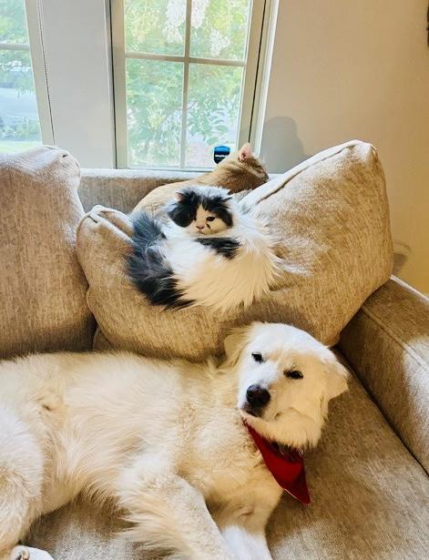 Enlarge Maya - Pyr Bridge Program, a ADOPTABLE Great Pyrenees in Spartanburg, SC image 3/6