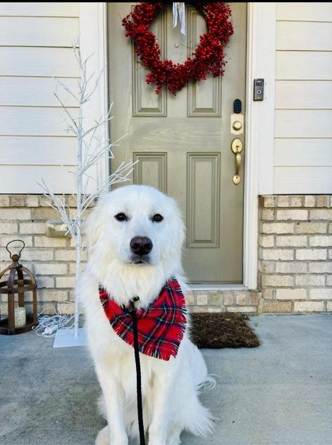 Maya - Pyr Bridge Program, ADOPTABLE, Young Female Great Pyrenees.