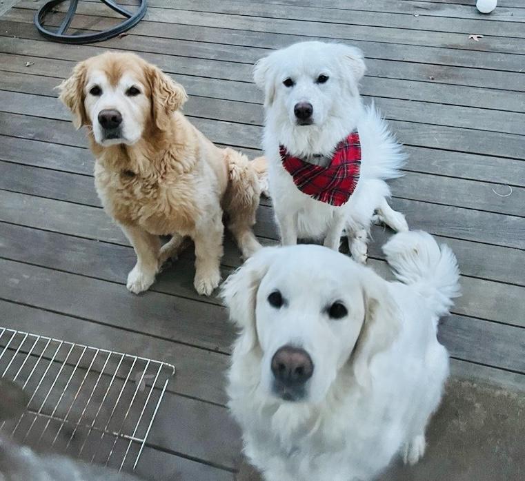 Enlarge Maya - Pyr Bridge Program, a ADOPTABLE Great Pyrenees in Spartanburg, SC image 5/6