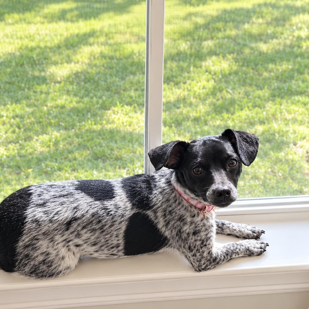 Enlarge Maya, a Adoptable mixed breed in Baton Rouge, LA image 2/2