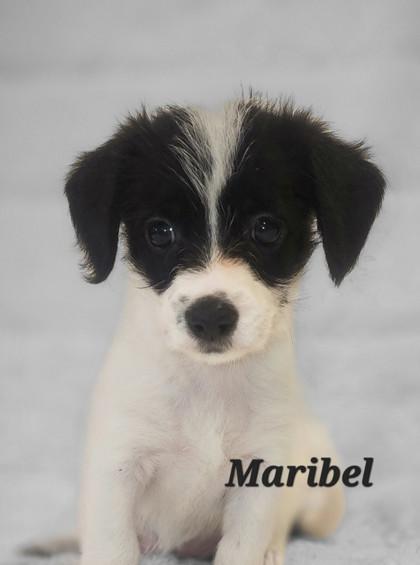 Enlarge Maribel, a Adoptable mixed breed in Tinley Park, IL image 3/3