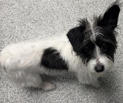 Enlarge Maribel, a Adoptable mixed breed in Tinley Park, IL image 2/3