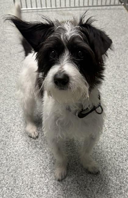 Enlarge Maribel, a Adoptable mixed breed in Tinley Park, IL image 1/3