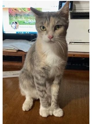 Enlarge MnM, a Adopted Domestic Short Hair in Rome, PA image 1/1