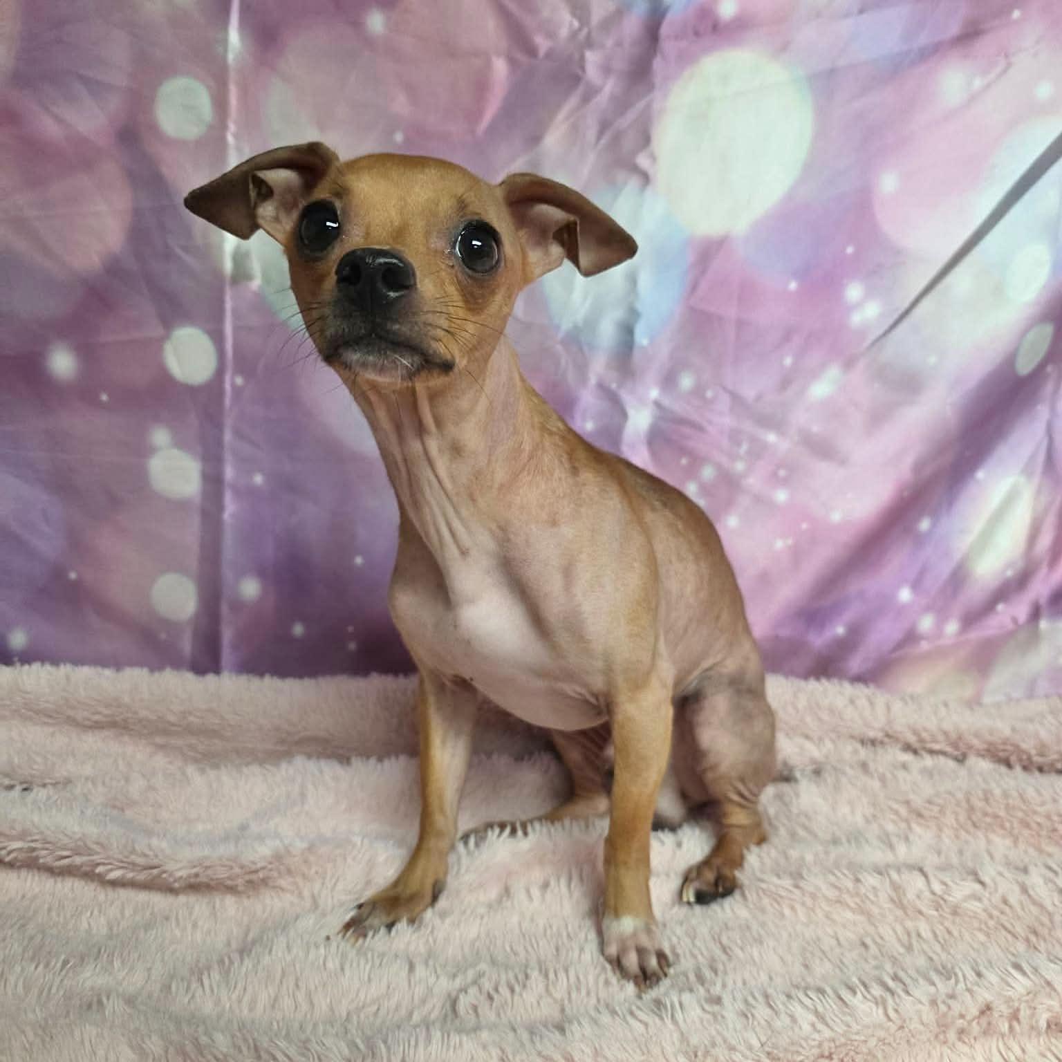Enlarge Potato, a Adoptable Chihuahua in Boulder, CO image 6/6