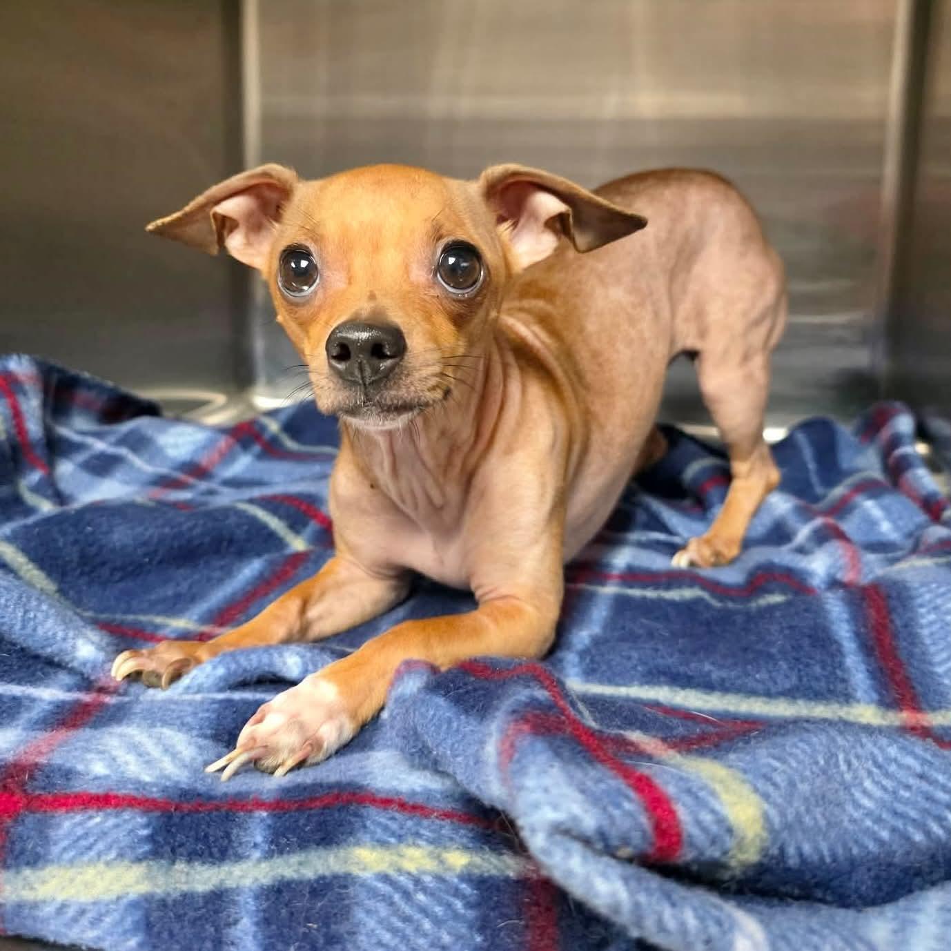 Enlarge Potato, a Adoptable Chihuahua in Boulder, CO image 3/6