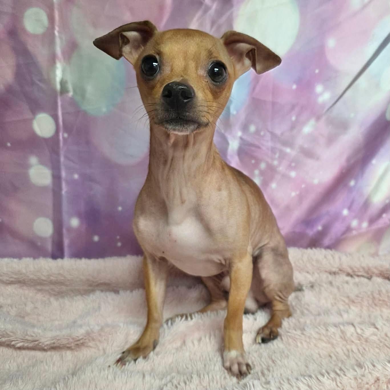 Potato, Adoptable, Young Male Chihuahua.