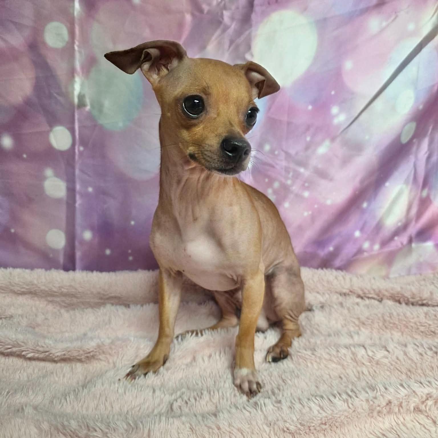 Enlarge Potato, a Adoptable Chihuahua in Boulder, CO image 5/6