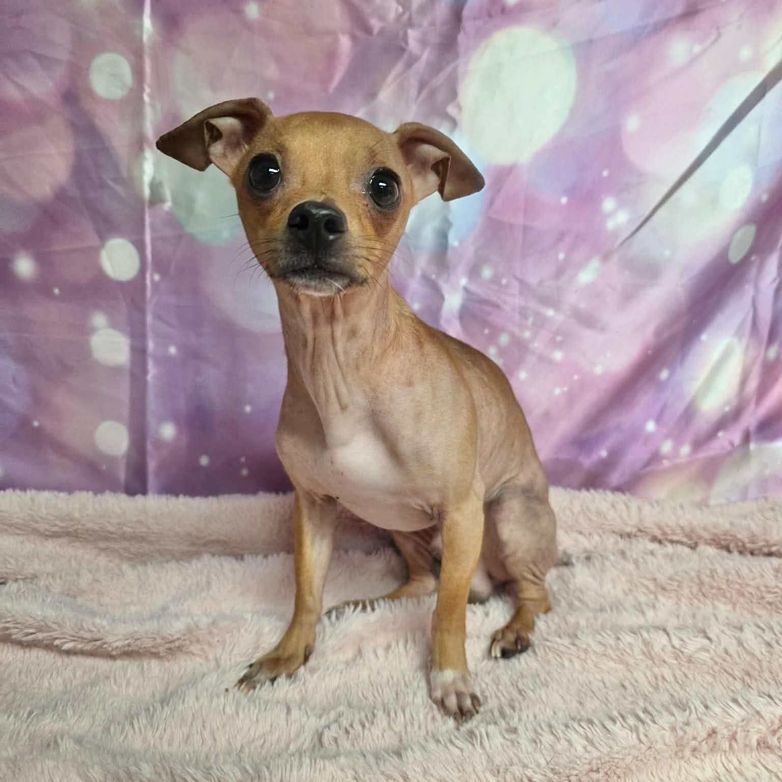 Enlarge Potato, a Adoptable Chihuahua in Boulder, CO image 4/6