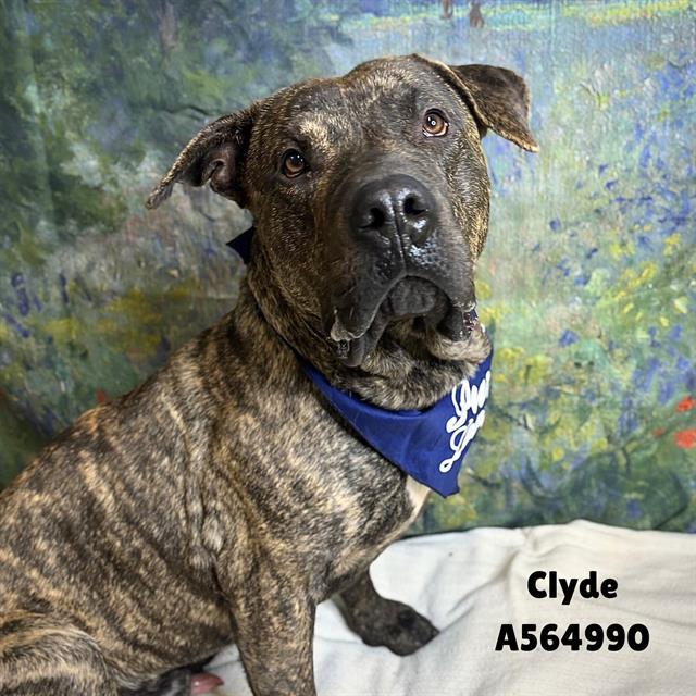 Enlarge CLYDE, a Adoptable Mixed Breed in Huntsville, AL image 1/1