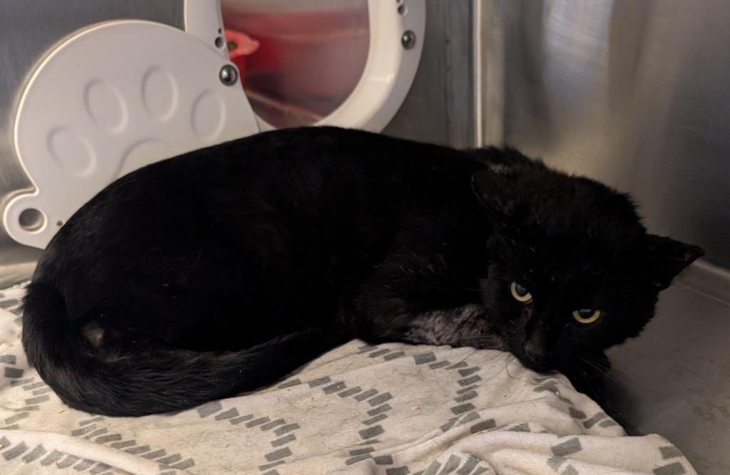 Nimitho, Adoptable, Adult Male Domestic Short Hair.