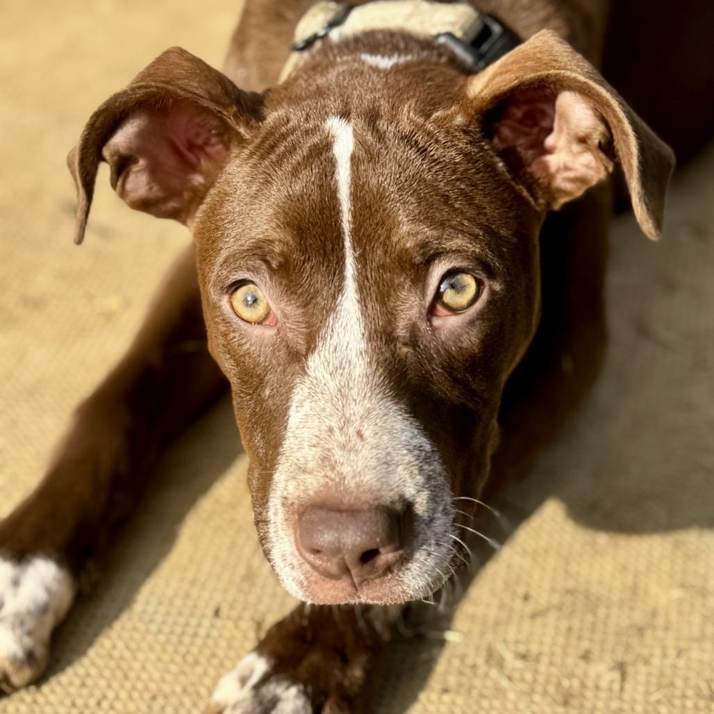 Enlarge Sammy, a Adoptable American Staffordshire Terrier in La Grange, KY image 4/6
