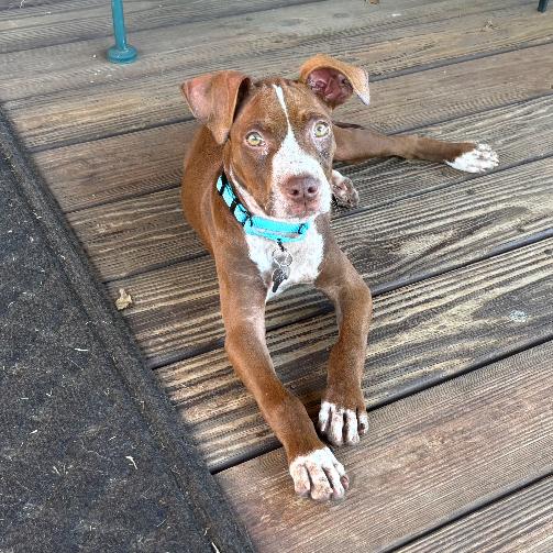 Enlarge Sammy, a Adoptable American Staffordshire Terrier in La Grange, KY image 6/6