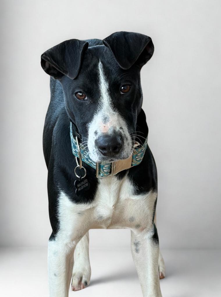 Enlarge Abbey , a ADOPTABLE mixed breed in Warrenton, VA image 1/3