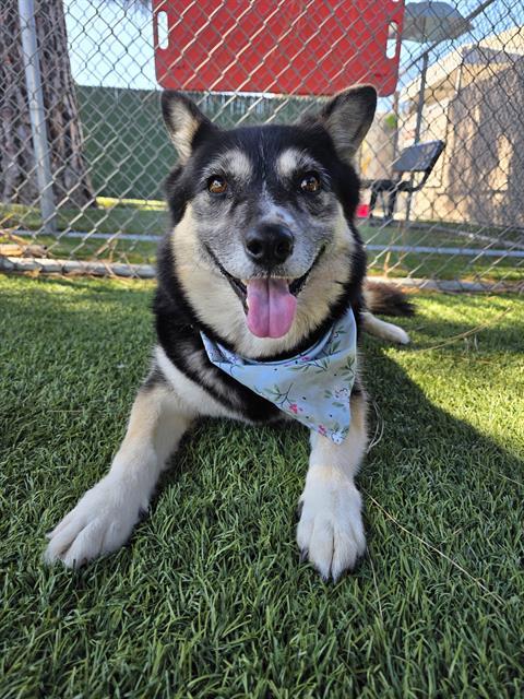 Enlarge LUCY, a Adoptable mixed breed in Downey, CA image 1/1