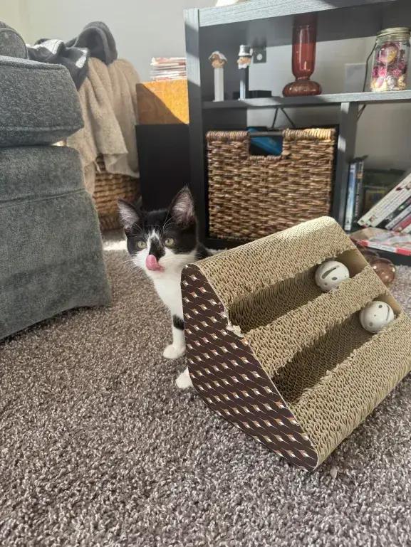 Molly, Adoptable, Kitten Female Domestic Short Hair.