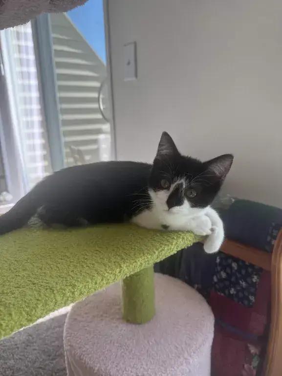 Enlarge Molly, a Adoptable Domestic Short Hair in Grand Rapids, MI image 2/6