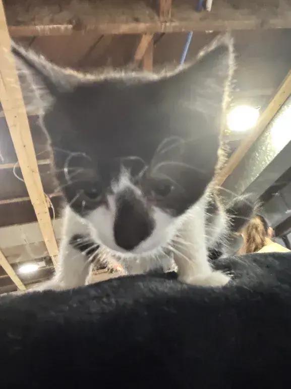 Enlarge Molly, a Adoptable Domestic Short Hair in Grand Rapids, MI image 3/6