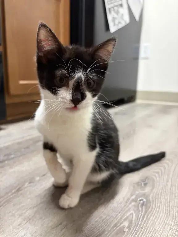 Enlarge Molly, a Adoptable Domestic Short Hair in Grand Rapids, MI image 4/6