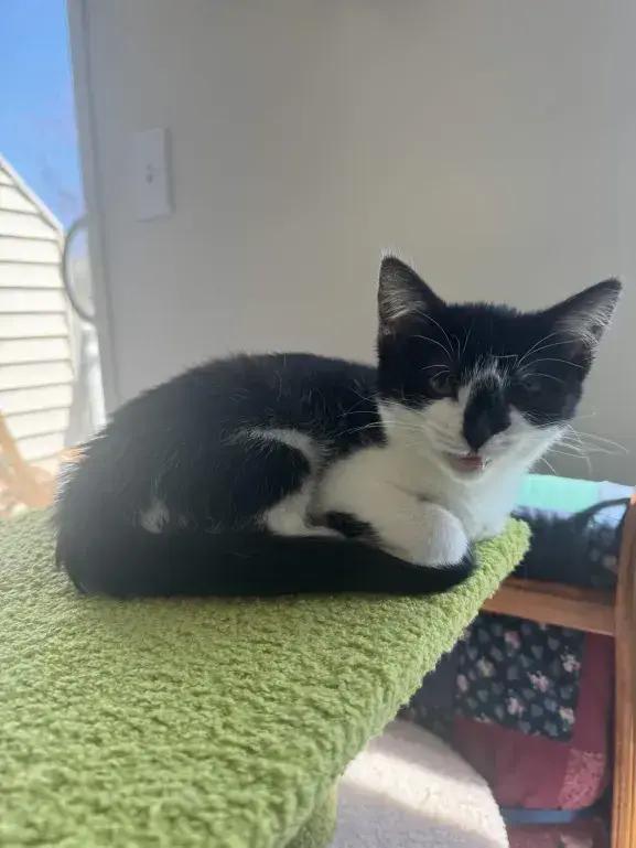 Enlarge Molly, a Adoptable Domestic Short Hair in Grand Rapids, MI image 5/6