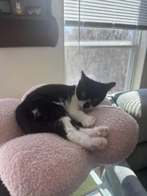 Enlarge Molly, a Adoptable Domestic Short Hair in Grand Rapids, MI image 6/6