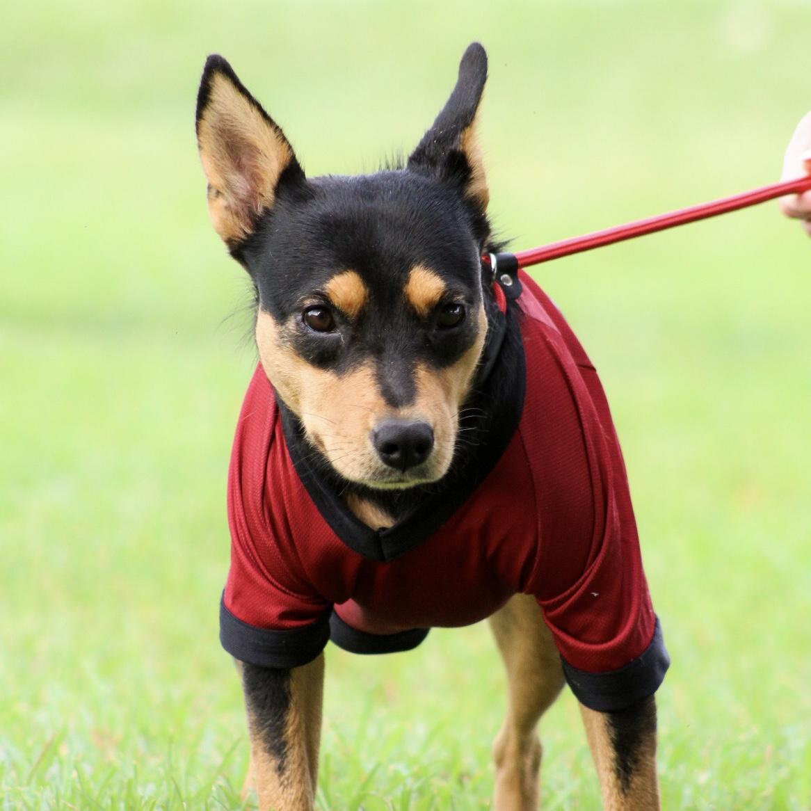 Enlarge Thunder from Down Under, a Adoptable mixed breed in Richmond Hill, GA image 2/6