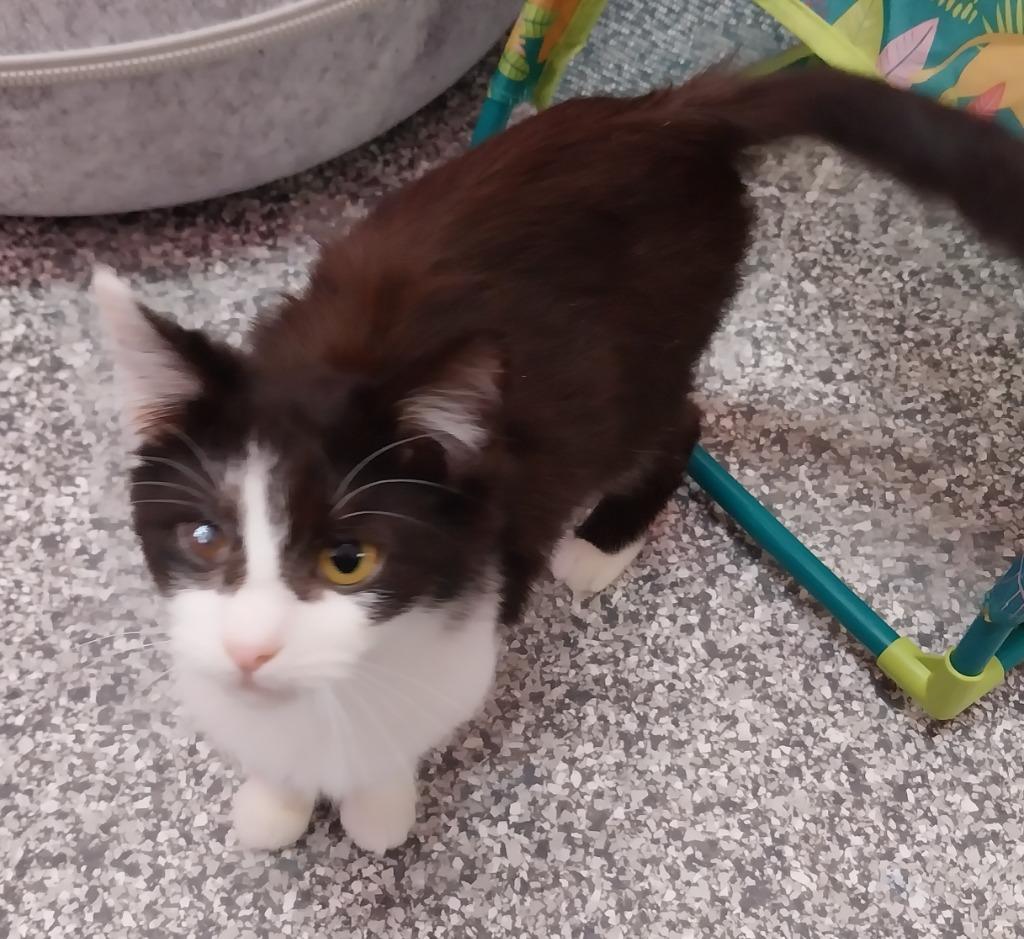 Gigi T * IN FOSTER *