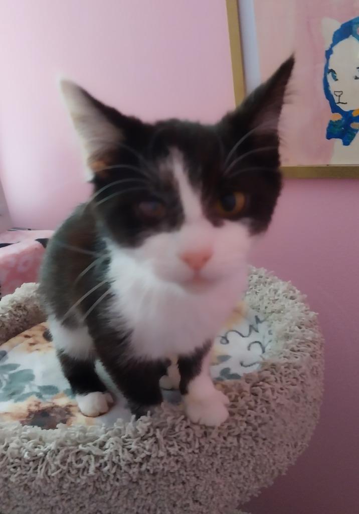 Gigi T * IN FOSTER * — thumbnail 2