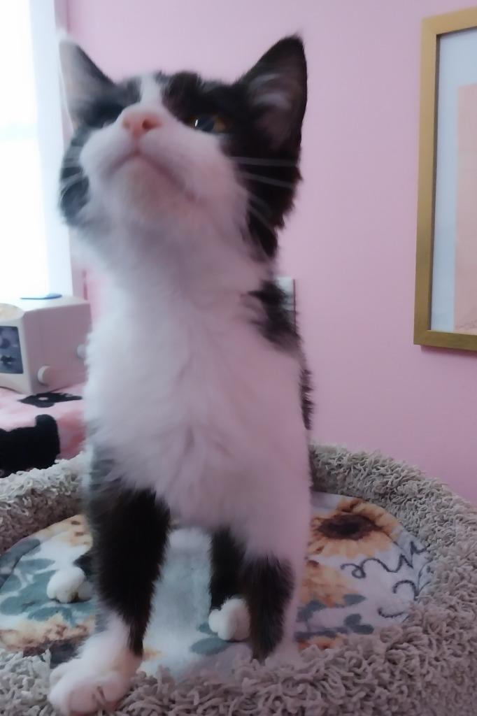 Gigi T * IN FOSTER * — thumbnail 3