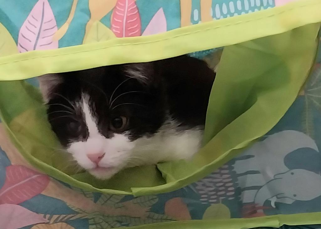 Gigi T * IN FOSTER * — thumbnail 4