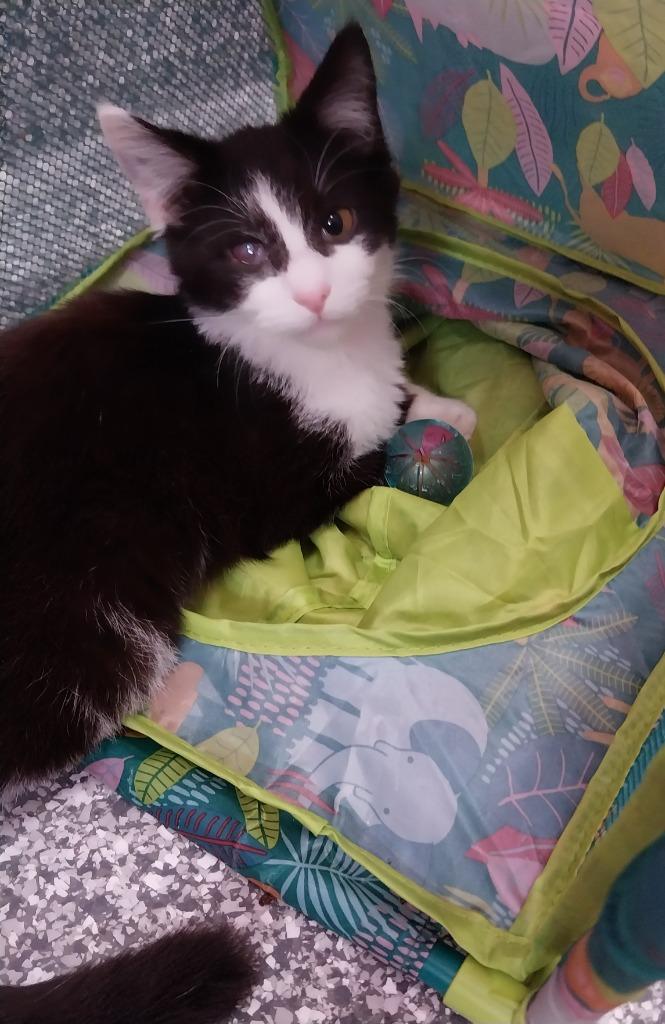 Gigi T * IN FOSTER * — thumbnail 5