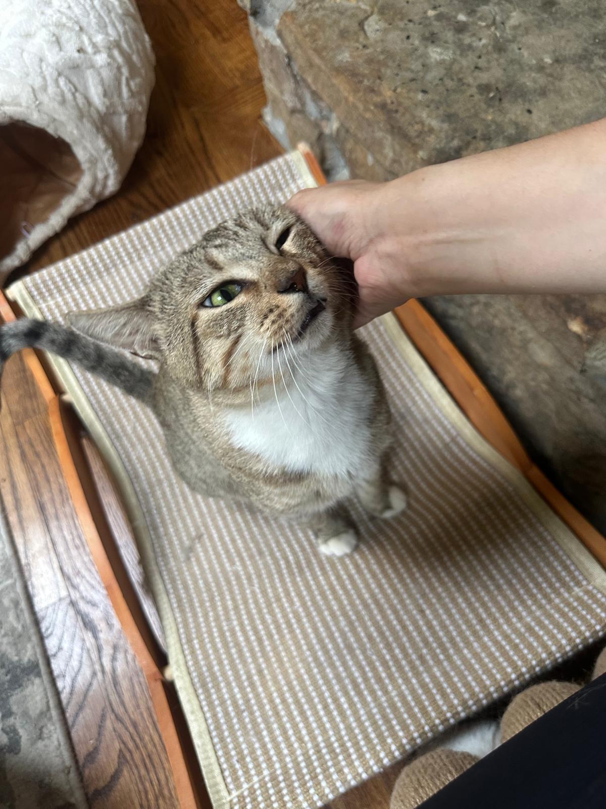 Enlarge Leo, an adopted Domestic Short Hair in Lawrenceville, GA image 3/6