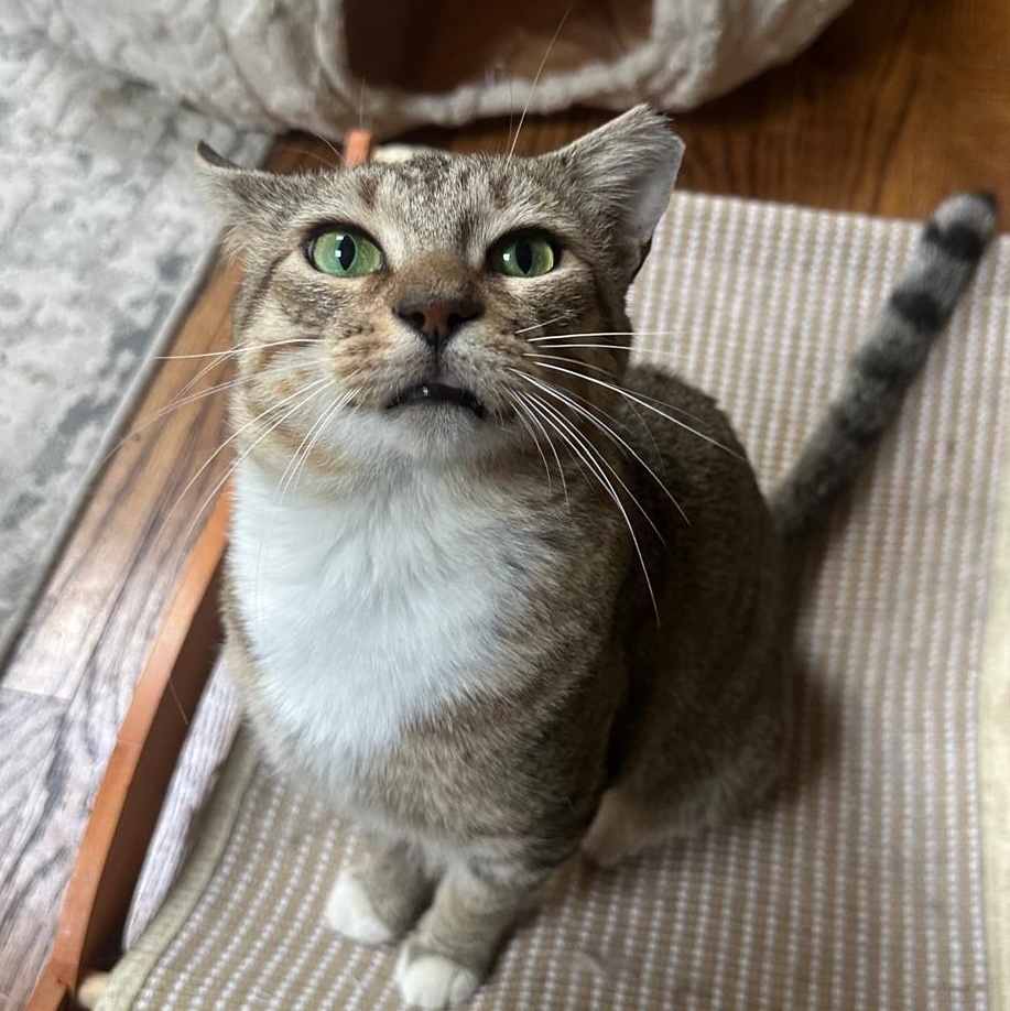Leo, adopted, Young Male Domestic Short Hair.