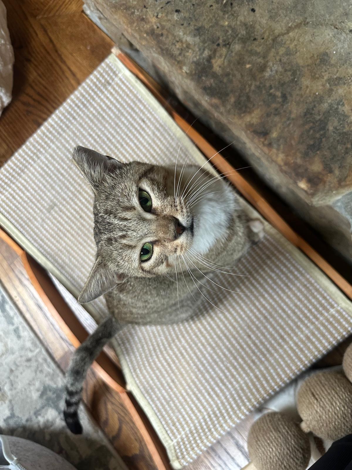 Enlarge Leo, an adopted Domestic Short Hair in Lawrenceville, GA image 5/6