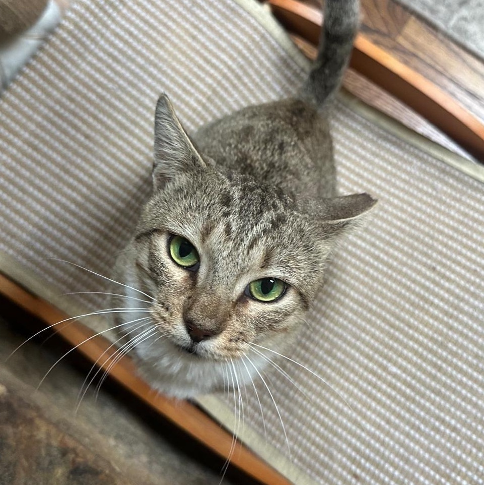 Enlarge Leo, an adopted Domestic Short Hair in Lawrenceville, GA image 2/6
