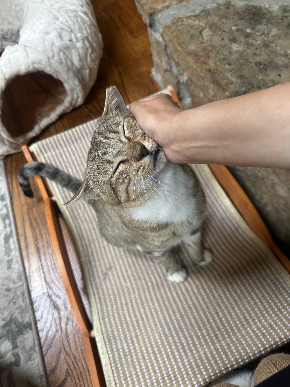 Enlarge Leo, an adopted Domestic Short Hair in Lawrenceville, GA image 4/6
